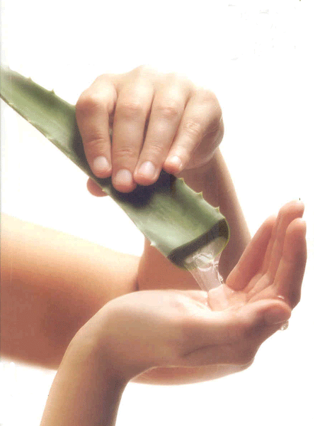 L’Aloé Vera au service de notre beauté